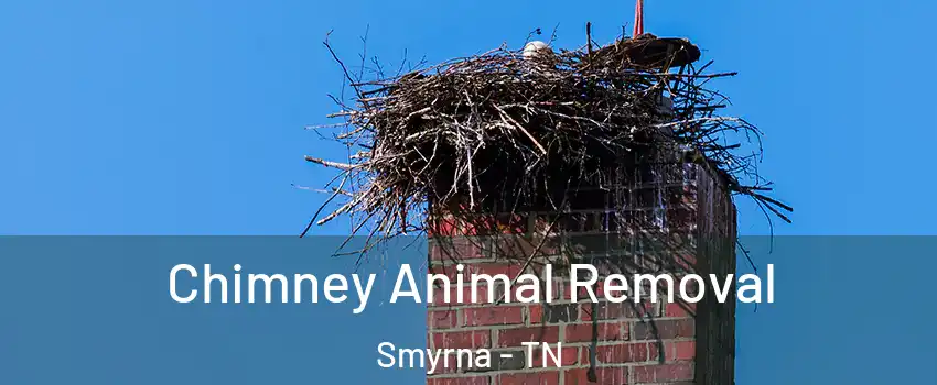 Chimney Animal Removal Smyrna - TN
