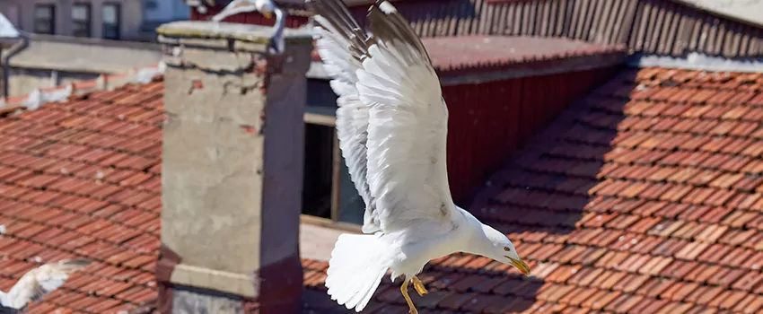 Residential Chimney Animal Removal Solution in Smyrna, TN
