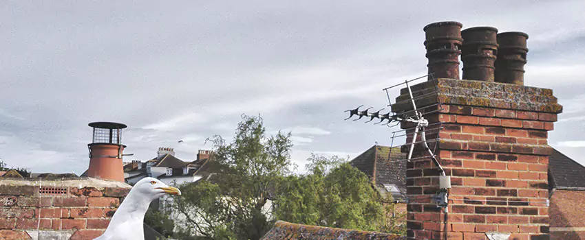 Chimney Cleaning And Restoration in Smyrna, Tennessee